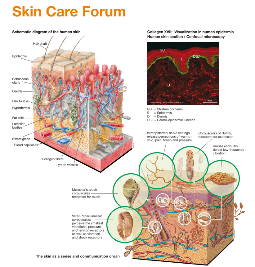 Grafik zum Aufbau der Haut aus dem Skin Care Forum